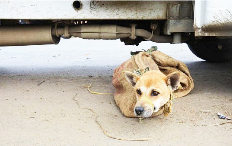 File photo of a dog for sale at a market in Dimapur. (Morung File Photo)
